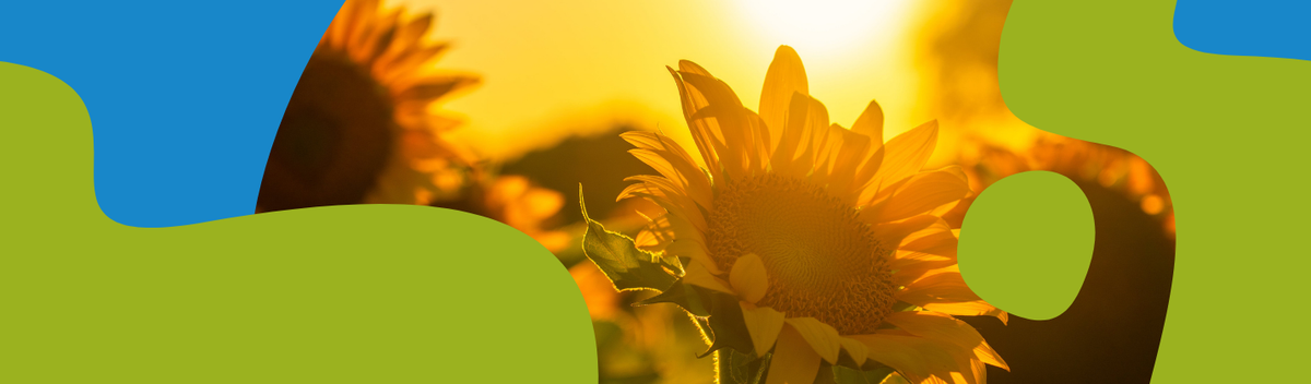 Sunflower Oil – Health Benefits and Uses