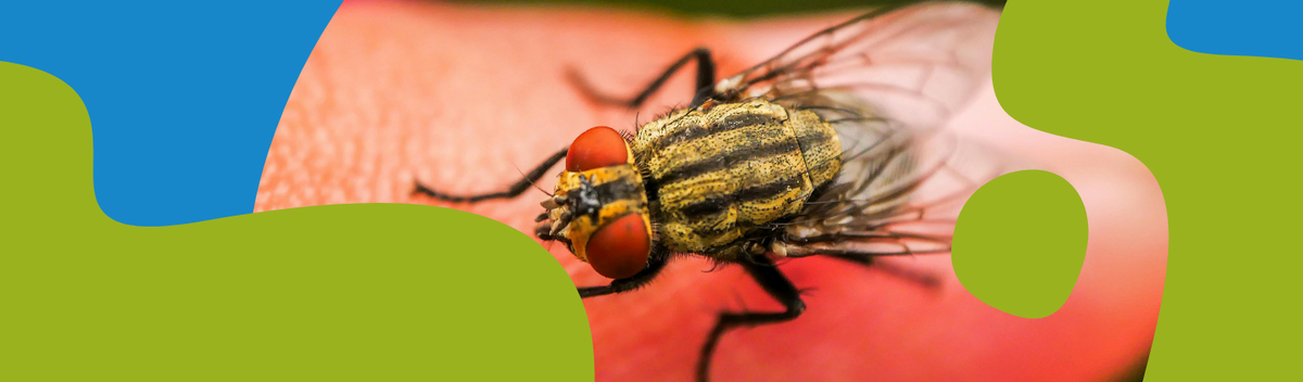 How to Get Rid of Flies at Home: What Works