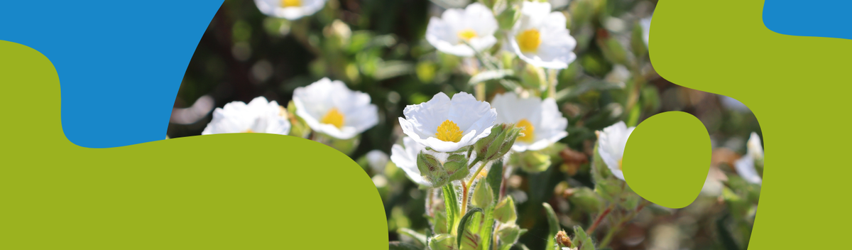 Cistus Herb: Benefits, Safety & Supplements