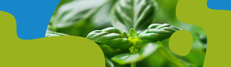 Basil Essential Oil: Properties, Uses & Benefits