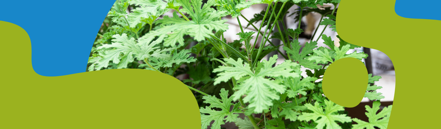 Citronella Oil: Insect Repellent, Uses & Benefits