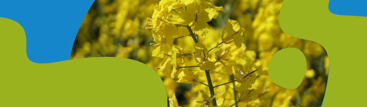 Rapeseed Oil – Properties, Benefits & Uses