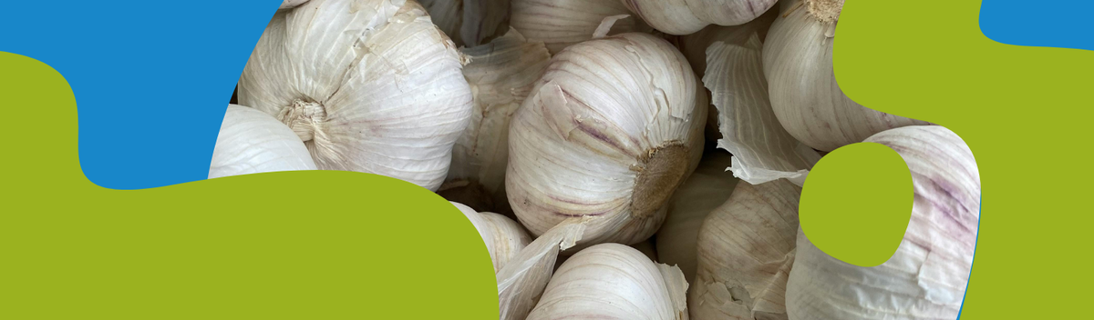 Garlic Supplements: Benefits, Forms and When to Use