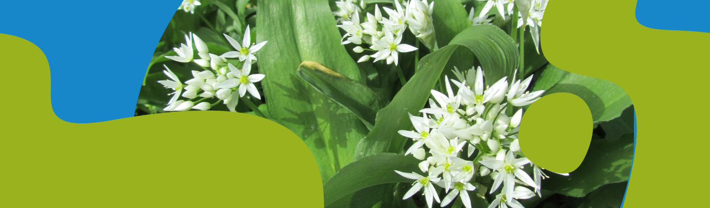 Bear Garlic: How It Looks & When to Harvest